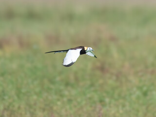 Pheasant-tailed Jacana Hydrophasianus chirurgus flight flying Indus River wetland Migrates  different breeding non-breeding plumage Walks on floating vegetation water lilies Pond lakes polyandrous