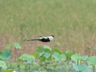 Pheasant-tailed Jacana Hydrophasianus chirurgus flight flying Indus River wetland Migrates  different breeding non-breeding plumage Walks on floating vegetation water lilies Pond lakes polyandrous
