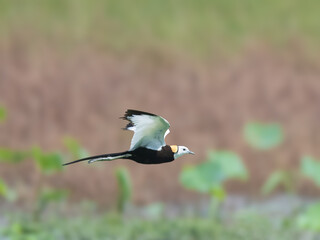 Pheasant-tailed Jacana Hydrophasianus chirurgus flight flying Indus River wetland Migrates  different breeding non-breeding plumage Walks on floating vegetation water lilies Pond lakes polyandrous