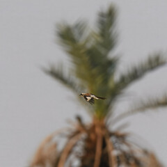 Bay-backed Shrike Lanius vittatus adult flight flying fly indus river wetland

Colorful shrike, hunting insects. The Shrikes are called “Butcher Birds” for their habits of hanging their prey on thorns