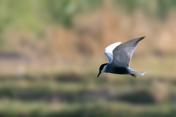 Whiskered Tern Chlidonias hybrida flying flight over Indus River wetlands Sunset Pakistan gray white seabird waterbird forked tail diving for fish summer breeder migration