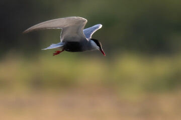 Whiskered Tern Chlidonias hybrida flying flight over Indus River wetlands Sunset Pakistan gray white seabird waterbird forked tail diving for fish summer breeder migration