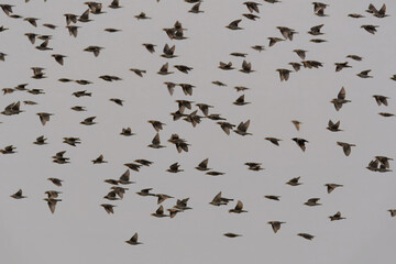 Rosy Starling (Pastor roseus) Vibrant pink and black migratory bird. Insectivorous, seen in large flocks. Perfect for dynamic wildlife photography. Severely hunted in Pakistan