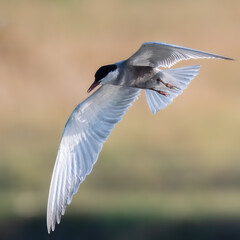 Whiskered Tern Chlidonias hybrida flying flight over Indus River wetlands Sunset Pakistan gray white seabird waterbird forked tail diving for fish summer breeder migration
