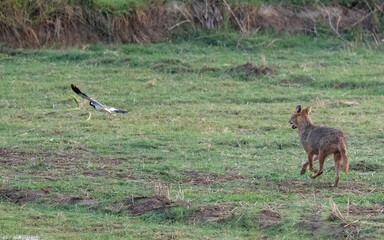 Golden Jackal Canis aureus hunting Red-wattled Lapwing Vanellus indicus in Pakistan wetlands Rare predator prey interaction showcasing wildlife behavior and ecosystem dynamics