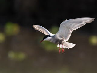 Whiskered Tern Chlidonias hybrida flying flight over Indus River wetlands Sunset Pakistan gray white seabird waterbird forked tail diving for fish summer breeder migration