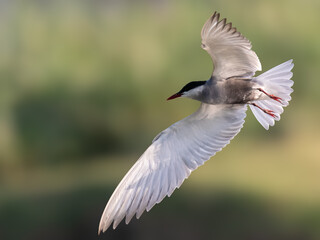 Whiskered Tern Chlidonias hybrida flying flight over Indus River wetlands Sunset Pakistan gray white seabird waterbird forked tail diving for fish summer breeder migration