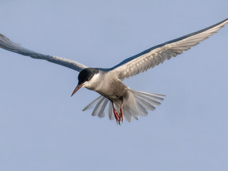 Whiskered Tern Chlidonias hybrida flying flight over Indus River wetlands Sunset Pakistan gray white seabird waterbird forked tail diving for fish summer breeder migration