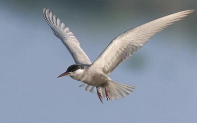 Whiskered Tern Chlidonias hybrida flying flight over Indus River wetlands Sunset Pakistan gray white seabird waterbird forked tail diving for fish summer breeder migration