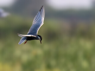 Whiskered Tern Chlidonias hybrida flying flight over Indus River wetlands Sunset Pakistan gray white seabird waterbird forked tail diving for fish summer breeder migration