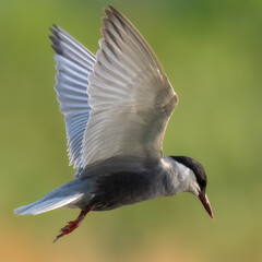 Whiskered Tern Chlidonias hybrida flying flight over Indus River wetlands Sunset Pakistan gray white seabird waterbird forked tail diving for fish summer breeder migration