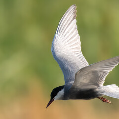Whiskered Tern Chlidonias hybrida flying flight over Indus River wetlands Sunset Pakistan gray white seabird waterbird forked tail diving for fish summer breeder migration