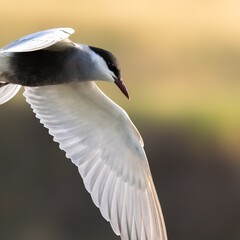 Whiskered Tern Chlidonias hybrida flying flight over Indus River wetlands Sunset Pakistan gray white seabird waterbird forked tail diving for fish summer breeder migration