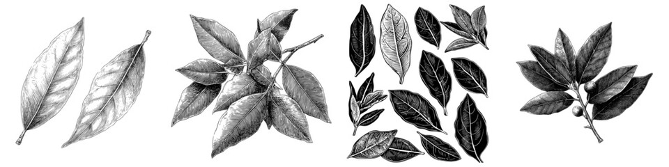 Modern illustration of a bay leaf in a black and white isolated graphic sketch set