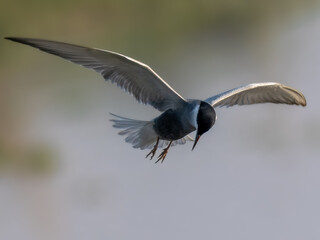 Whiskered Tern Chlidonias hybrida flying flight over Indus River wetlands Sunset Pakistan gray white seabird waterbird forked tail diving for fish summer breeder migration