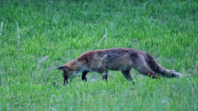 The Leap &ndash; Fox Hunting in the Meadow