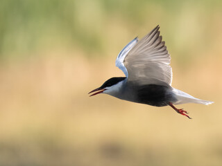 Whiskered Tern Chlidonias hybrida flying flight over Indus River wetlands Sunset Pakistan gray white seabird waterbird forked tail diving for fish summer breeder migration