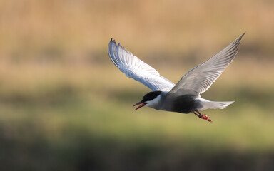 Whiskered Tern Chlidonias hybrida flying flight over Indus River wetlands Sunset Pakistan gray white seabird waterbird forked tail diving for fish summer breeder migration