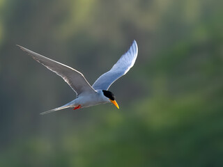 River Tern Sterna aurantia

Vulnerable on IUCN Red List of Threatened Birds. Sleek bird black cap yellow bill long wings Rivers  lakes Dives for fish graceful flight