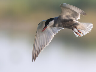 Whiskered Tern Chlidonias hybrida flying flight over Indus River wetlands Sunset Pakistan gray white seabird waterbird forked tail diving for fish summer breeder migration