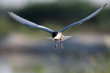 Whiskered Tern Chlidonias hybrida flying flight over Indus River wetlands Sunset Pakistan gray white seabird waterbird forked tail diving for fish summer breeder migration