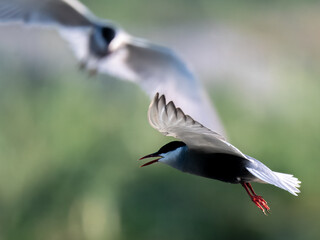Whiskered Tern Chlidonias hybrida flying flight over Indus River wetlands Sunset Pakistan gray white seabird waterbird forked tail diving for fish summer breeder migration