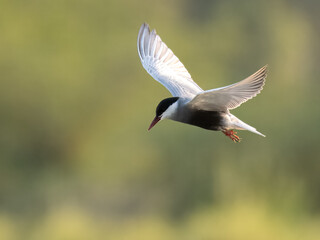 Whiskered Tern Chlidonias hybrida flying flight over Indus River wetlands Sunset Pakistan gray white seabird waterbird forked tail diving for fish summer breeder migration