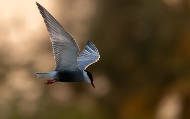 Whiskered Tern Chlidonias hybrida flying flight over Indus River wetlands Sunset Pakistan gray white seabird waterbird forked tail diving for fish summer breeder migration