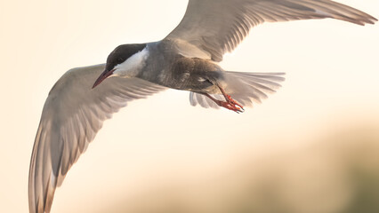 Whiskered Tern Chlidonias hybrida flying flight over Indus River wetlands Sunset Pakistan gray white seabird waterbird forked tail diving for fish summer breeder migration