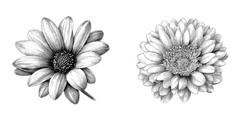 Floral botany drawings of a gerbera daisy with open petals are rendered in black and white line art, forming an abstract floral background, useful as a sketch element for design