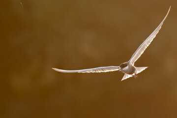 Whiskered Tern Chlidonias hybrida flying flight over Indus River wetlands Sunset Pakistan gray...