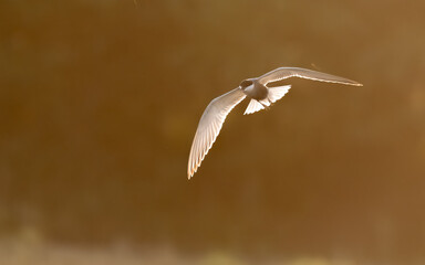 Whiskered Tern Chlidonias hybrida flying flight over Indus River wetlands Sunset Pakistan gray white seabird waterbird forked tail diving for fish summer breeder migration