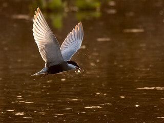 Whiskered Tern Chlidonias hybrida flying flight over Indus River wetlands Sunset Pakistan gray white seabird waterbird forked tail diving for fish summer breeder migration