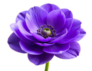 Close-up of Vibrant Purple Flower Bud Opening, isolated on transparent background.
