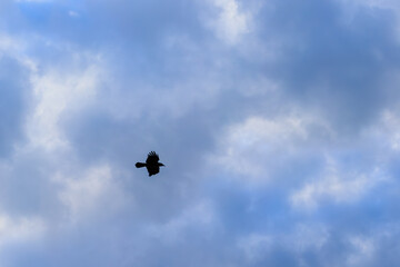 Silhouette of a crow flying in the blue cloudy sky.