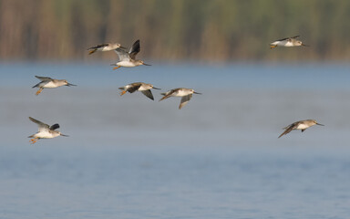 Terek sandpiper Xenus cinereus flight flying fly migration indus river weirdly proportioned wader shorebird large upcurved bill, white tailing edge to wings migratory, usually to coastal areas 