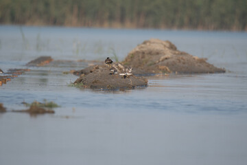 Red-wattled Lapwing and Terek Sandpiper, two distinct wader species of South Asia. Ground-nesting and migratory birds found in wetlands and shores. Iconic for calls, posture, and unique bill shapes