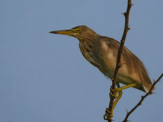 Indian Pond Heron Ardeola grayii non breeding juvenile perched branch wetland bird Pakistan marshes paddyfields patient hunter South Asia wildlife nature photography birding conservation biodiversity