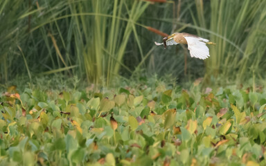 Indian Pond Heron Ardeola grayii flight flying fly  breeding plumage wetland bird Pakistan marshes paddyfields patient hunter South Asia wildlife nature photography birding conservation biodiversity