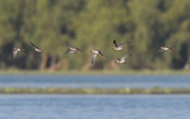 Terek sandpiper Xenus cinereus flight flying fly migration indus river weirdly proportioned wader shorebird large upcurved bill, white tailing edge to wings migratory, usually to coastal areas 