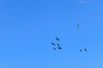 flock of migratory birds, geese, cormorants flying in the blue sky, nature series
