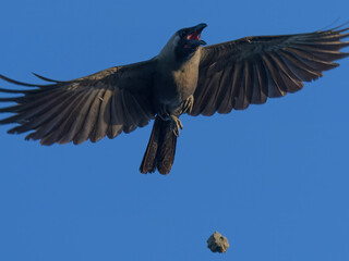A clever House Crow (Corvus splendens) in Pakistan seen tossing or dropping a rock from its feet — perhaps by accident, perhaps not. Known for high intelligence and curious behavior in urban settings