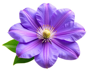 Realistic Blooming Purple Flower with Soft Petals, isolated on transparent background.