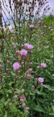 Fototapeta premium Field of blooming purple thistle flowers in natural setting, showcasing wild beauty and herbal richness of summer meadow