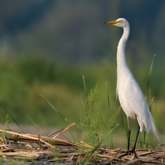Intermediate Egret Medium Egret Ardea intermedia fishing farm wetlands swamps Indus River Pakistan white heron yellow bill black legs Wetlands marshes Feeds on fish insects amphibians wading wader