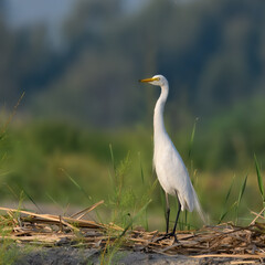 Intermediate Egret Medium Egret Ardea intermedia fishing farm wetlands swamps Indus River Pakistan white heron yellow bill black legs Wetlands marshes Feeds on fish insects amphibians wading wader