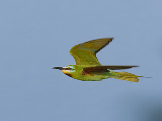 Blue-cheeked Bee-eater (Merops persicus).
Summer visitor to Pakistan colorful migratory bird insect hunter in flight Pakistan wetlands South Asia wildlife nature photography birding conservation 