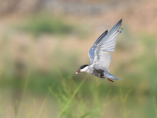 Whiskered Tern Chlidonias hybrida flying over Indus River wetlands Pakistan, gray-white seabird with forked tail diving for fish, wildlife conservation