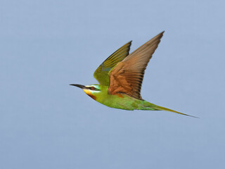 Blue-cheeked Bee-eater (Merops persicus).
Summer visitor to Pakistan colorful migratory bird insect hunter in flight Pakistan wetlands South Asia wildlife nature photography birding conservation 