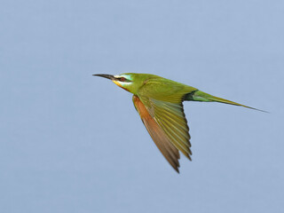 Blue-cheeked Bee-eater (Merops persicus).
Summer visitor to Pakistan colorful migratory bird insect hunter in flight Pakistan wetlands South Asia wildlife nature photography birding conservation 